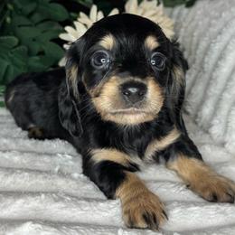 Indigo - Black and cream male Dachshund puppy in Lakeland, Florida from Buckwild Doxies