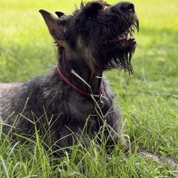 Rosie - Giant Schnauzer