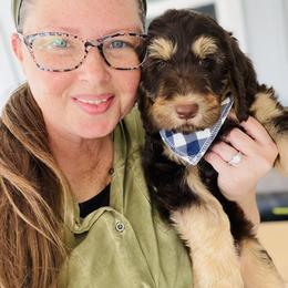 Goldendoodle Puppies from Thompson Creek Doodles