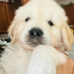 Golden Retriever Puppies from Retrieving Goldens