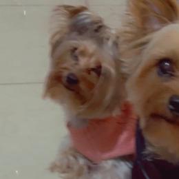 Yorkshire Terriers from Big E’s Paw Services