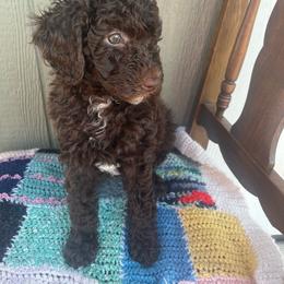 Sophia - Brown female Poodle puppy in Caldwell, Idaho from Treasure Valley Poodles