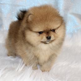 Orange boy - Orange sable male Pomeranian puppy in Fort Collins, Colorado from Gempoms