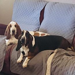 Basset Hound puppies from S&G's Bassets
