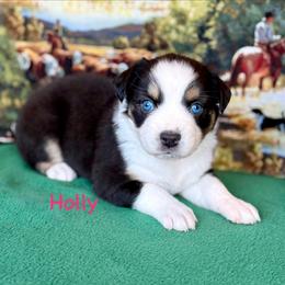 Holly - Black tri female Miniature Australian Shepherd puppy in Chino Valley, Arizona from BlueZion Aussies
