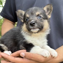 Teonna - Black and tan female American Corgi puppy in Foreman Ar., Arkansas from Grassy Lake Corgis
