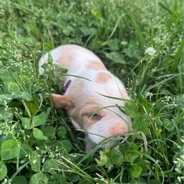 Girl 4 - Mahogany and white female Basset Hound puppy in Tahlequah, Oklahoma from HNH Hounds