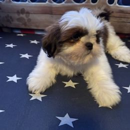 Boy 2 - Shih Tzu puppy from Mending Hearts Shih Tzu's