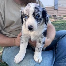 Draco - Blue merle male Australian Shepherd puppy in San Tan Valley, Arizona from SJR AUSSIES