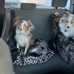 Rosie - Toy Australian Shepherd