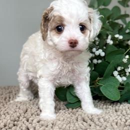 George - Blenheim male Cavapoo puppy in Norton Shores, Michigan from Dune Pack Doodles and Poodles