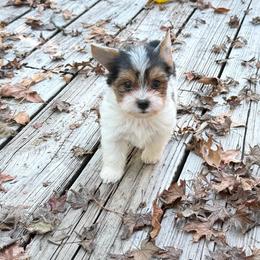 A.J. AKC - Parti male Yorkshire Terrier puppy in Nesbit, Mississippi from Bluff City Yorkies