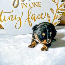 Little bit - Black and white male Chihuahua puppy in Redding, California from Akc ivy league chihuahua .  Com
