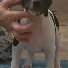 Robby - Black and white male Rat Terrier puppy in Conroe, Texas from Poem's Haven Rat Terriers..AKA Mysthaven Rat Terriers