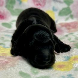 Obsidian - Black male Dachshund puppy in Biloxi, Mississippi from Southern Doxies