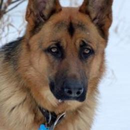 Dillon - German Shepherd