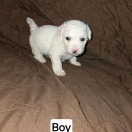 Jasper - White male Bichon Frise puppy in Altmar, Louisiana from Abbott Animals