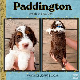 Paddington (Blue Boy) - Tri-color male Bernedoodle puppy in Boiling Springs, South Carolina from OlliePups, LLC