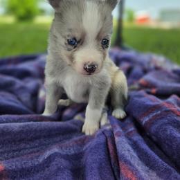 Echo - Merle female Pomsky puppy in Mc Callsburg, Iowa from SZ Rolling Acres LLC