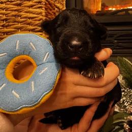 Girl 2 - Black and red female German Shepherd puppy in Snohomish, Washington from Wataha Shepherds