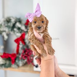 Wynter 9-12lbs full grown - Red  female Goldendoodle puppy in Cedar City, Utah from Cedar Doodles- Home of the Teddybear Goldendoodle