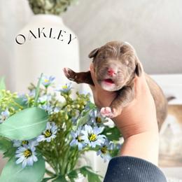 Oakley - Chocolate male Australian Labradoodle puppy in Palmdale, California from Heavenly Doodles