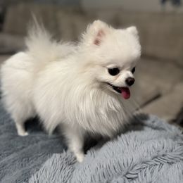 Pomeranian puppies from Posh Puppy Pals