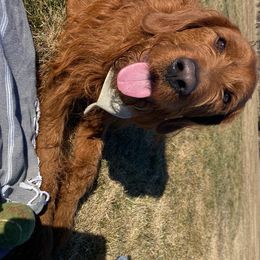Labradoodle All Grown Up from Jaci Schork's Labradoodles