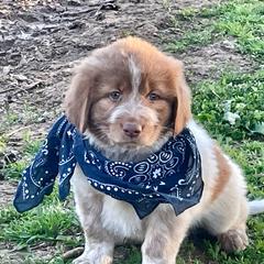 Red and white male 3 spots - Tri-color Karakachan puppy in Pikeville, Tennessee from Rock Solid Ranch