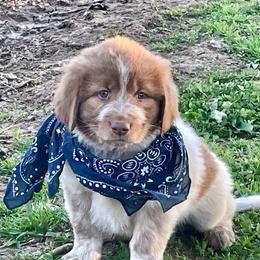 Red and white male 3 spots - Tri-color Karakachan puppy in Pikeville, Tennessee from Rock Solid Ranch