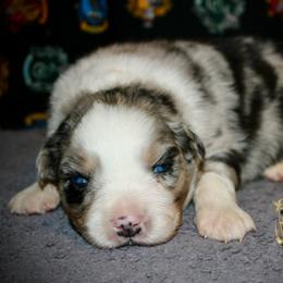 Thyme - Blue merle male Australian Shepherd puppy in El Dorado Springs, Missouri from HP Aussie Kennels