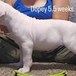 Dopey - White female Dogo Argentino puppy in Bear River City, Utah from Valkka Kennels