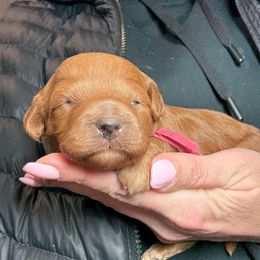 Angel - Red and white female Cockapoo puppy in Denver, Pennsylvania from Greenview Puppies