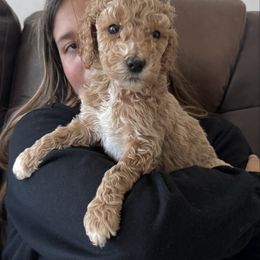 Lime Collar Standard Poodle - Red  male Poodle puppy in Murrayville, Georgia from Spoiled Rotten Kennels