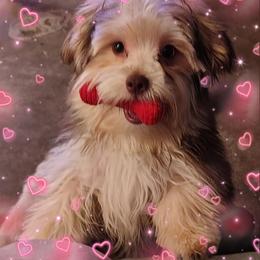 Orange boy - Chocolate male Morkie puppy in Inverness, Florida from Morkies and More