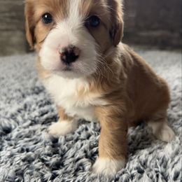 Luna - Red female Bernedoodle puppy in Camden, Michigan from FurEver Friends Finder