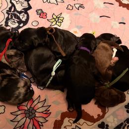 Aussiedoodle puppies from Korbella Farm