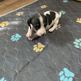Daisy mae - Piebald female Dachshund puppy in Magnolia, Texas from Carrie’s Countryside Dachshunds