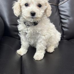 Connor (black collar) - White male Maltipoo puppy in Lancaster, Kentucky from Dream Paws Puppies, LLC
