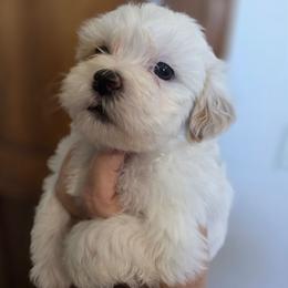 Poppy - White female Shih Tzu puppy in Muscatine, Iowa from Prairie Creek Puppies