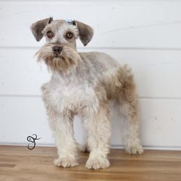 Emmi - Miniature Schnauzer