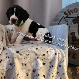 Green collar - Mantle male Great Dane puppy in Alton, Illinois from Show Me Great Danes and Basset Hounds