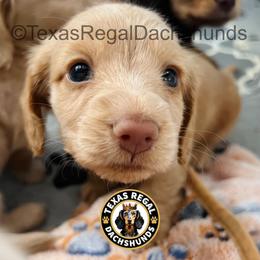 Vincent 3000 - Red male Dachshund puppy in Houston, Texas from Texas Regal Dachshunds LLC