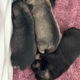 Boy 3 - Salt and pepper male Miniature Schnauzer puppy in Springfield, Tennessee from My Lovable Schnauzers