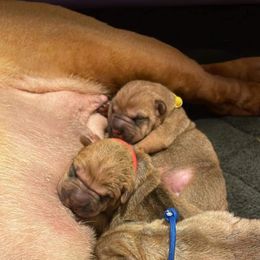 Chinese Shar-Pei Puppies from Sunspire Shar-Pei