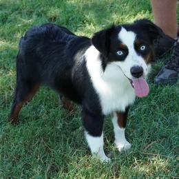 Jada's blue eyed tri crazy rich copper - Black tri female Miniature Australian Shepherd puppy in Lawton, Oklahoma from Lindsey’s Aussies