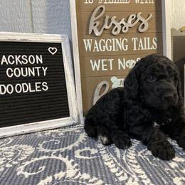 Aussiedoodle and Goldendoodle Puppies from Jackson County Doodles