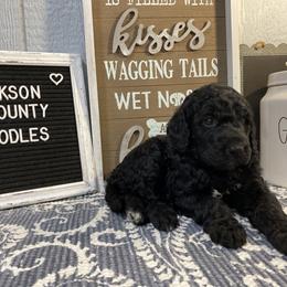 Aussiedoodle and Goldendoodle Puppies from Jackson County Doodles
