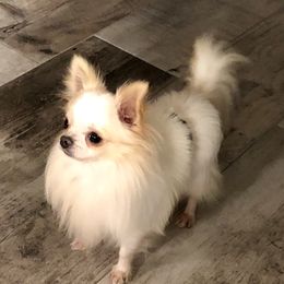 Chonchi  - Chihuahua