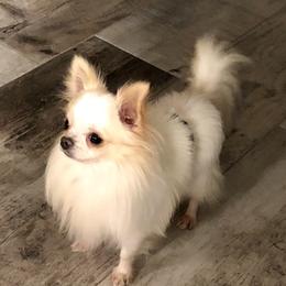 Chonchi  - Chihuahua
